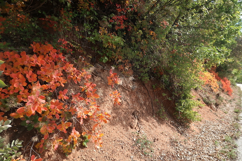 紅に虹色にシビッリーニ山脈 紅葉で彩るハグマノキ_f0234936_23212328.jpg