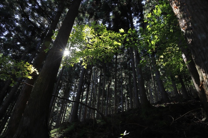 秋の高丸山『林道を歩いて』_f0350585_15355604.jpg