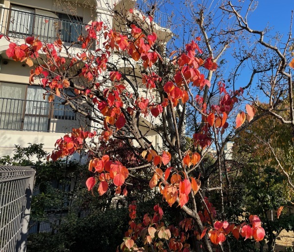 快晴！　紅葉の季節が近づいていますね！_a0166025_09004358.jpg
