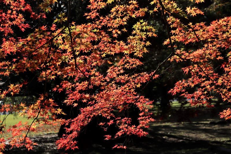 京都御苑　紅葉が進み始めた_e0048413_19573943.jpg