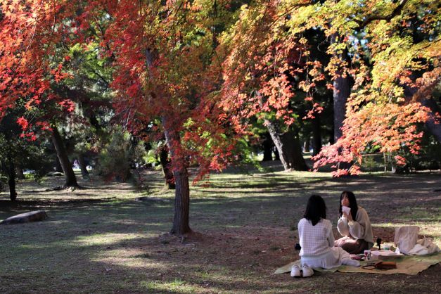 京都御苑　紅葉が進み始めた_e0048413_19575273.jpg