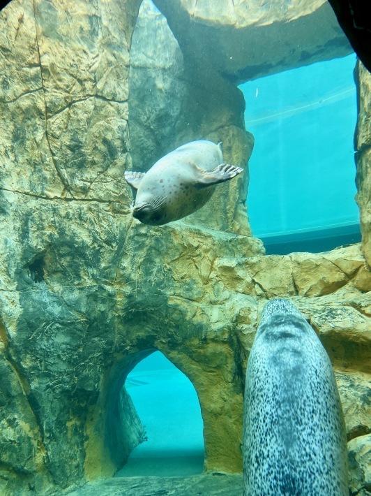 かわいいシロクマ親子と憩うひととき。──「男鹿水族館GAO・後編」（秋の東北満喫の旅 その4）_d0352022_16295024.jpeg