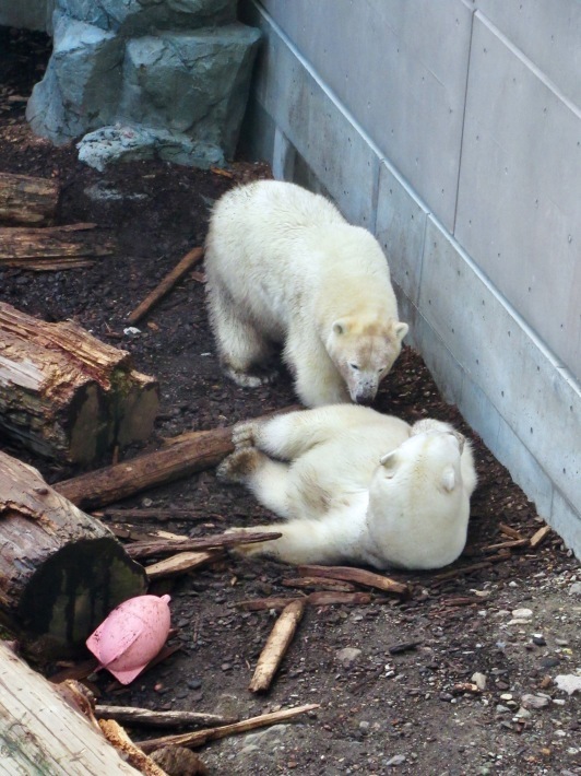 かわいいシロクマ親子と憩うひととき。──「男鹿水族館GAO・後編」（秋の東北満喫の旅 その4）_d0352022_16301515.jpeg