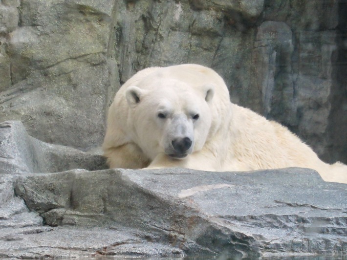 かわいいシロクマ親子と憩うひととき。──「男鹿水族館GAO・後編」（秋の東北満喫の旅 その4）_d0352022_16312216.jpeg