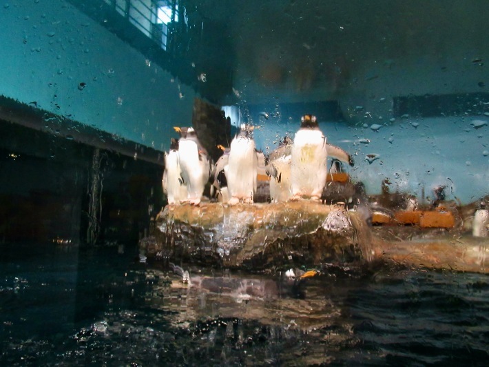 かわいいシロクマ親子と憩うひととき。──「男鹿水族館GAO・後編」（秋の東北満喫の旅 その4）_d0352022_16312853.jpeg