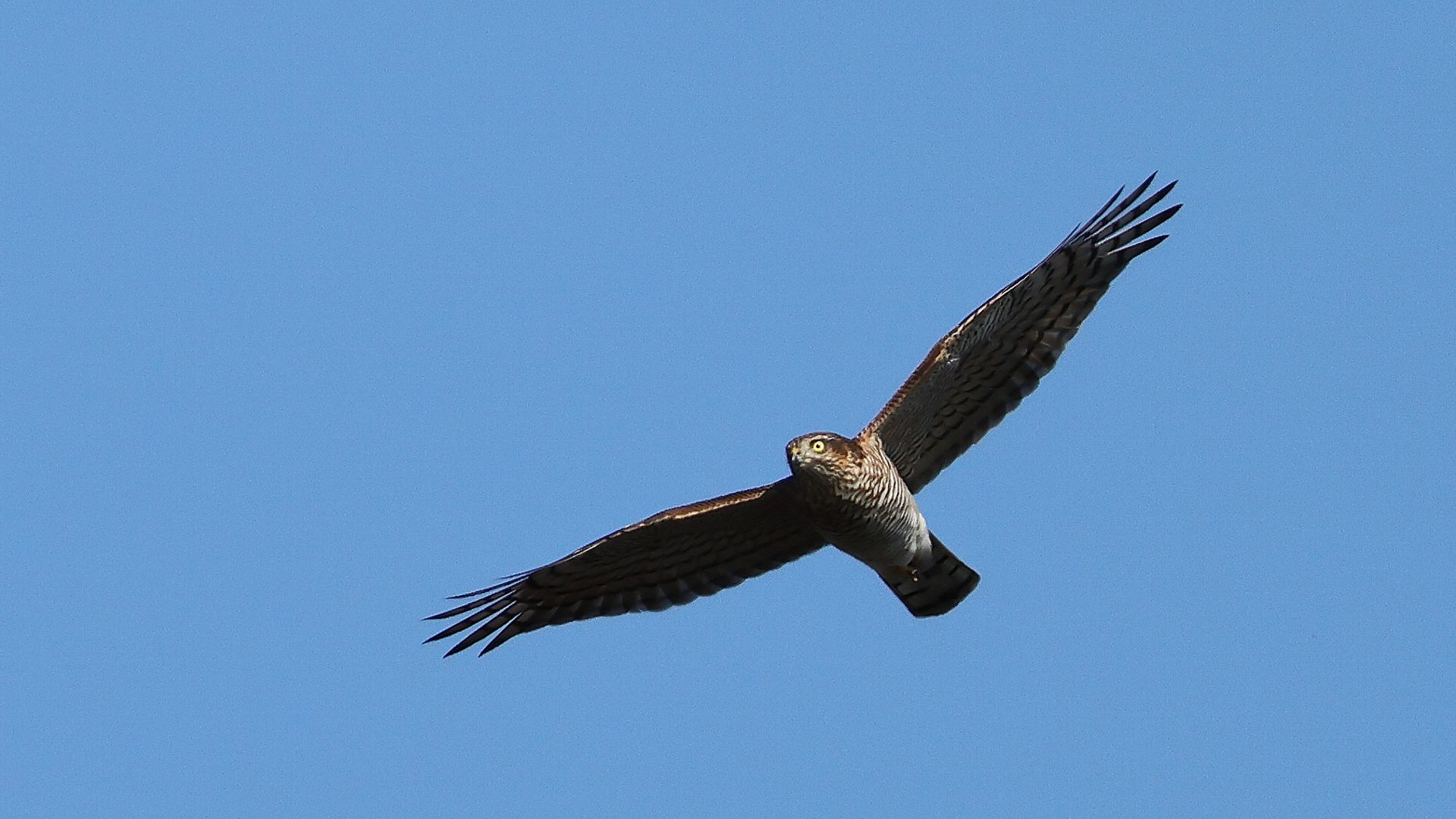 自宅そばの相模川でハイタカ飛翔　Flying Eurasian sparrowhawk over the Sagami River near my house!_f0105570_17444219.jpg