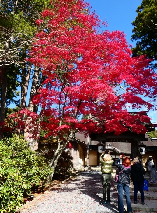 　　高野山へ紅葉狩りに　　２０２２-１１-０１１　００：００_b0093754_23580218.jpg