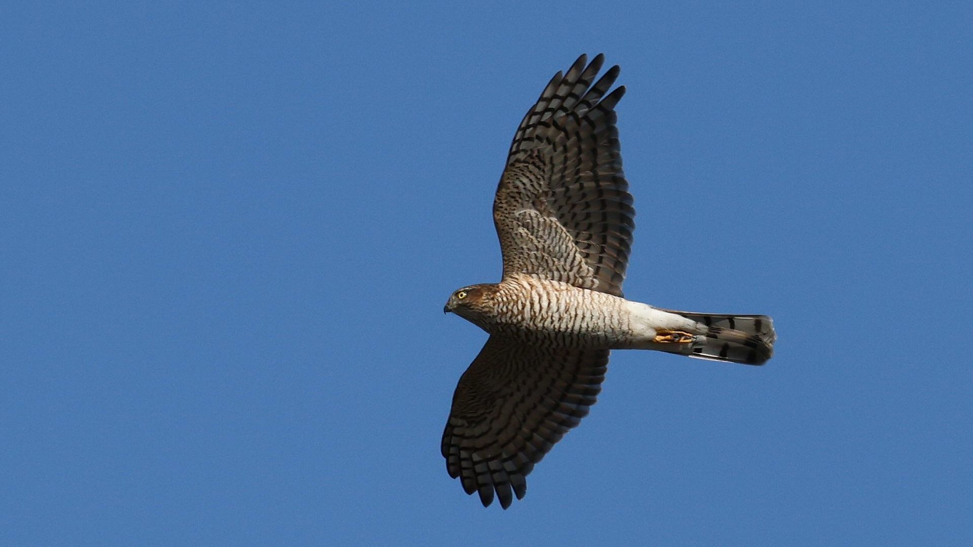  自宅そばの相模川でハイタカ飛翔２　Flying Eurasian sparrowhawk over the Sagami River near my house!_f0105570_17552137.jpg