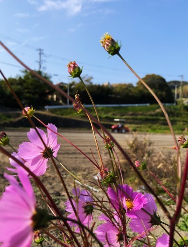 花を愛する夫は怒りんぼ_a0346704_19125976.jpg