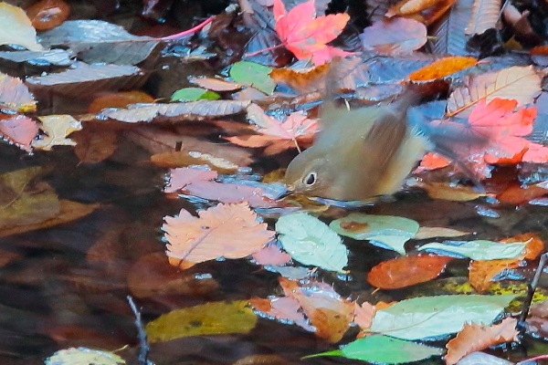 カラフルな落ち葉の中のルリビタキ…ルリビタキ、今季初撮り_e0413627_13562630.jpg