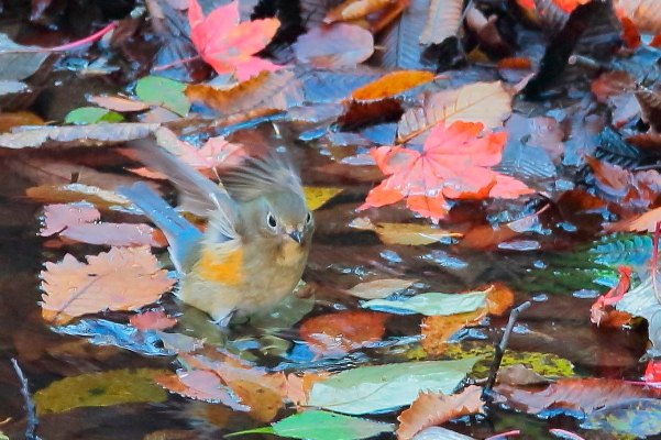 カラフルな落ち葉の中のルリビタキ…ルリビタキ、今季初撮り_e0413627_13564801.jpg
