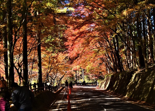 岡山県鏡野町・奥津紅葉_a0284558_08281220.jpg