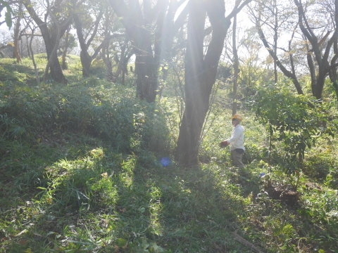 下刈りで夫婦桜が見えるようになった11・10六国見山手入れ_c0014967_20443227.jpg