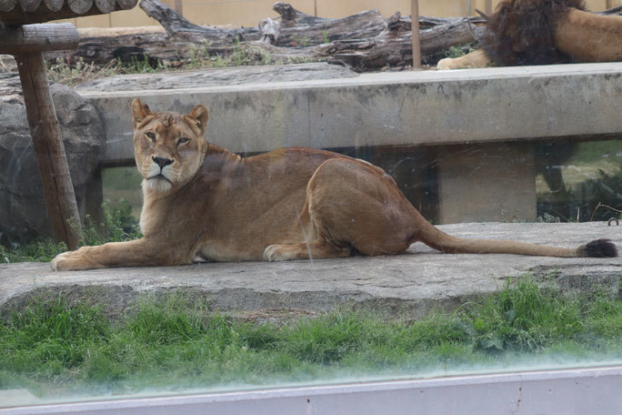 キャットワールドの大きなネコたち②～ライオンカップル「モカ＆ストーム」（ 東武動物公園 April 2021）_b0355317_13311527.jpg