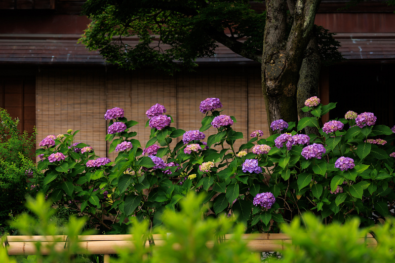 紫陽花とクチナシ咲く祇園白川_f0155048_22315787.jpg
