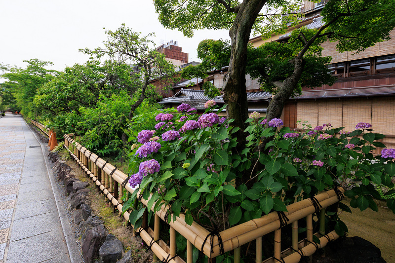 紫陽花とクチナシ咲く祇園白川_f0155048_22333129.jpg