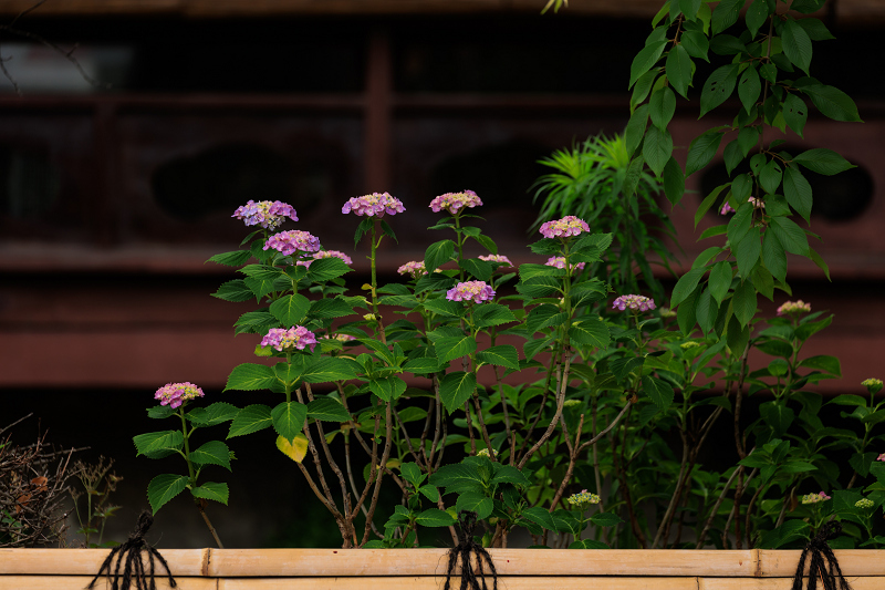 紫陽花とクチナシ咲く祇園白川_f0155048_22340996.jpg
