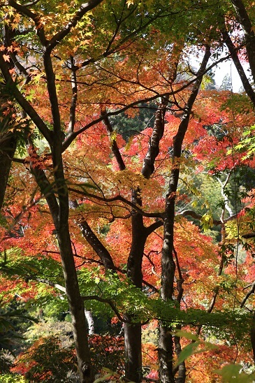 夏井川渓谷の紅葉・青森りんご_b0369813_04321510.jpg