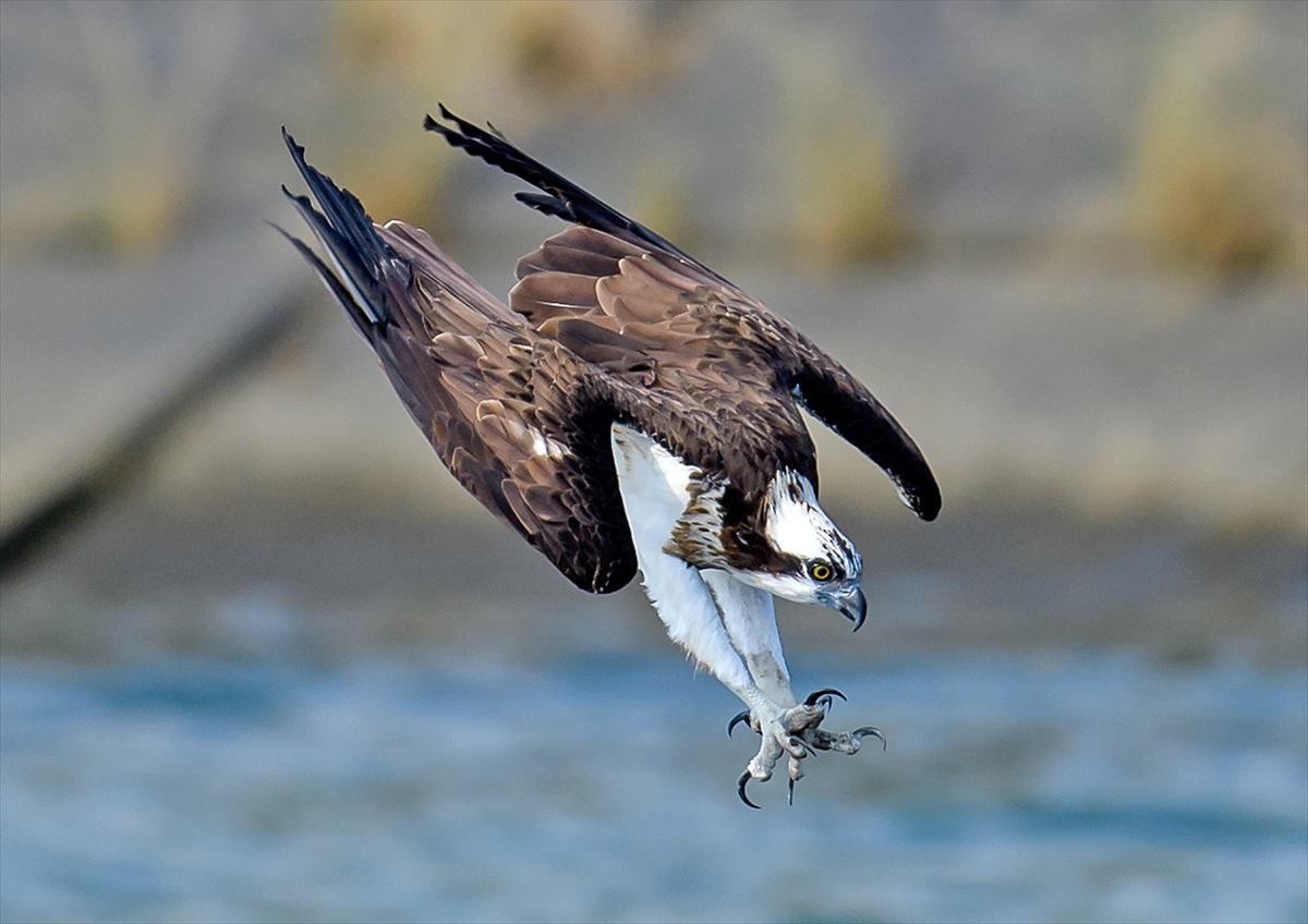 ミサゴ(魚鷹)鶚 : 四季の鳥達歌