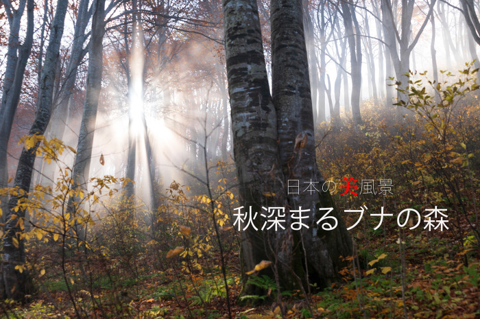 秋深まるブナの森_c0085877_16165755.jpg