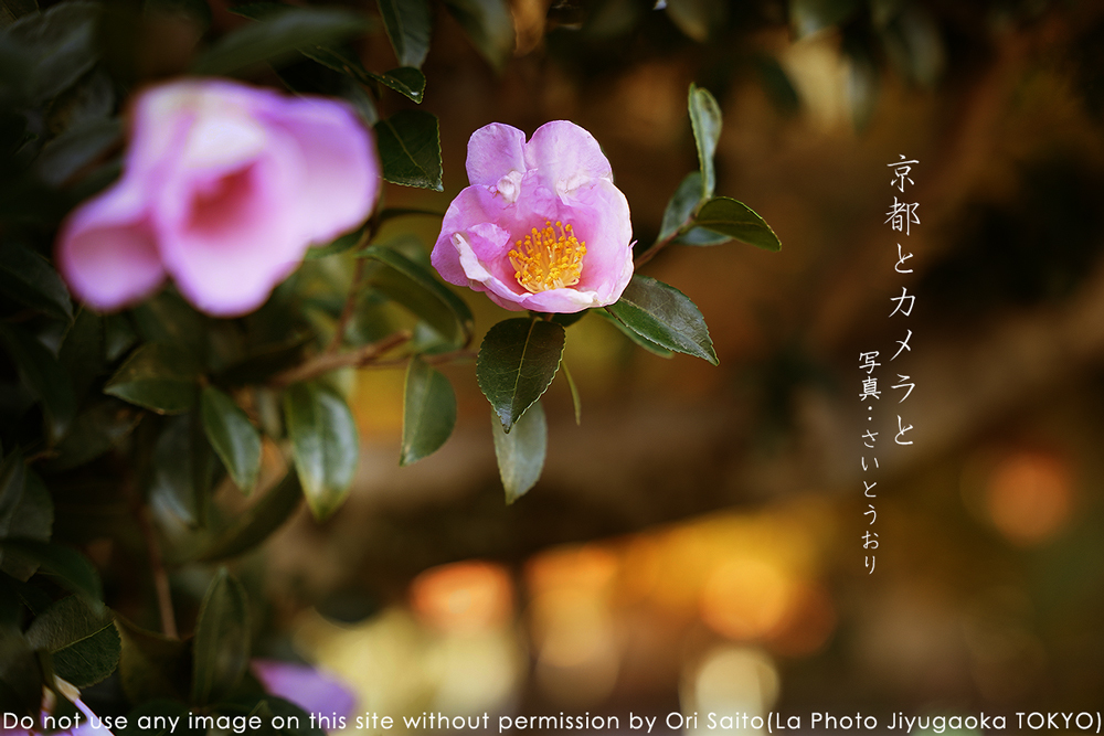 京都とカメラと、嵐山の紅葉は匂わせ #kyoto #SIGMA 24-70mm F2.8 DG DN Art　作例_f0212049_01142505.jpg