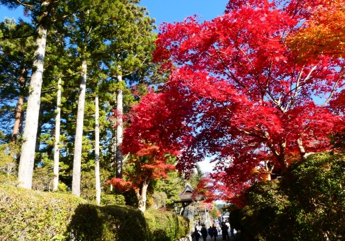 　　高野山へ紅葉狩りに３（蛇腹道）　　２０２２-１１-１５　００：００_b0093754_23231677.jpg