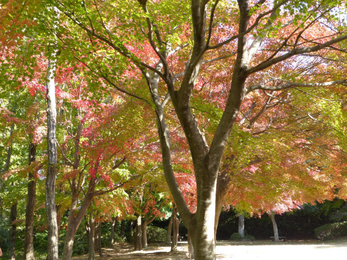 秋の舞岡公園_f0296312_23265774.jpg