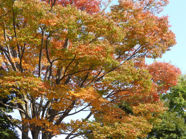 秋の舞岡公園_f0296312_23415765.jpg