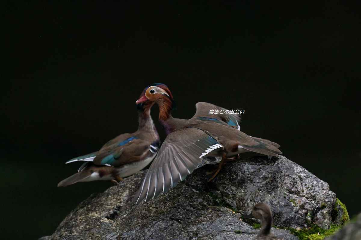 オシドリ（雄）エクリプス・・・Mandarin Duck (male)　Eclipse_e0139623_18312732.jpg