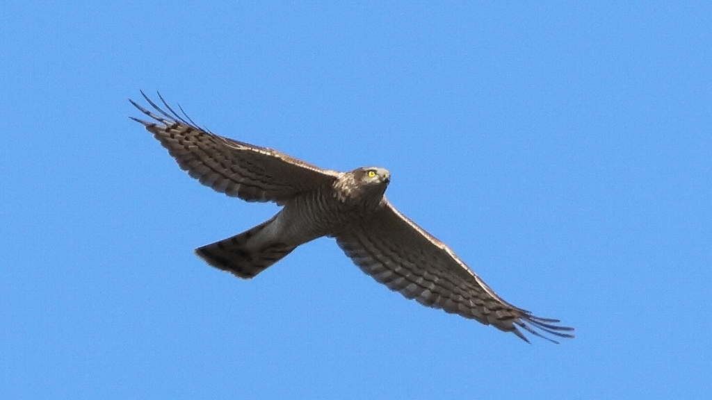自宅そば相模川の今日のハイタカ　An Eurasian sparrowhawk today over the Sagami River near my house_f0105570_17380226.jpg