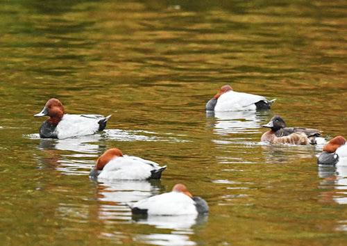 水元公園＝アメリカヒドリ、アカハジロ♂_d0346977_17114018.jpg