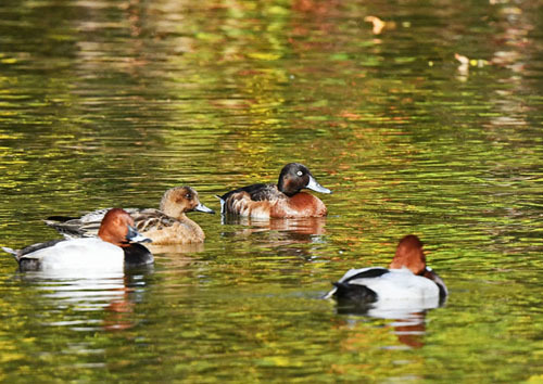 水元公園＝アメリカヒドリ、アカハジロ♂_d0346977_17121059.jpg