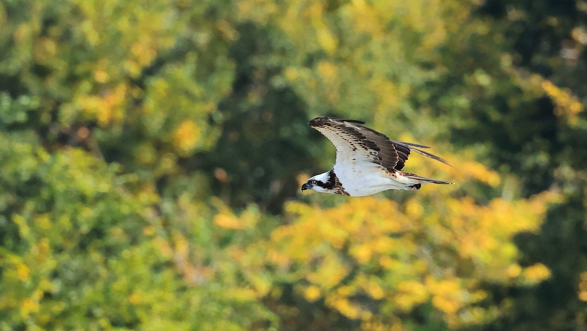 自宅そば相模川上空を黄葉背景に飛ぶミサゴ　Flying Osprey with yellow leaves background over the Sagami River near my house_f0105570_17470714.jpg