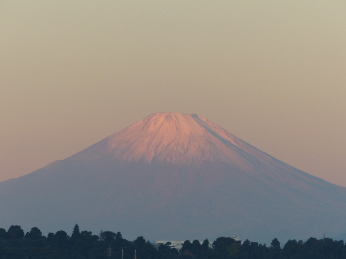 11月16日　紅富士とプラタナス_f0296312_12540737.jpg