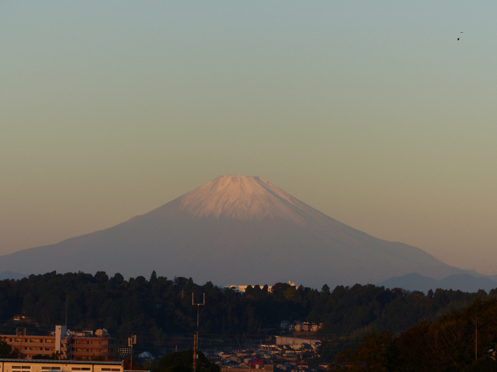 11月16日　紅富士とプラタナス_f0296312_13073827.jpg