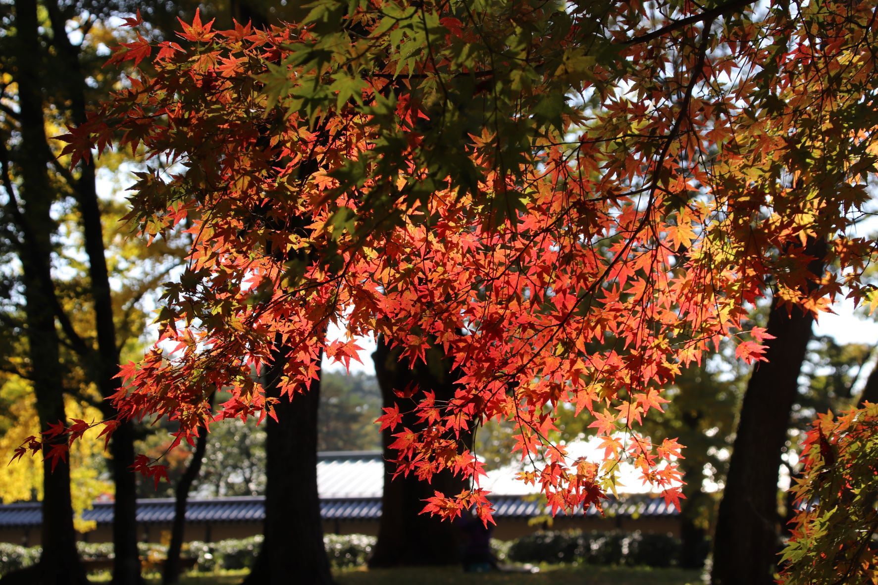 京都御苑　木々の葉が変化_e0048413_21233899.jpg