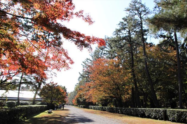 京都御苑　木々の葉が変化_e0048413_21235386.jpg