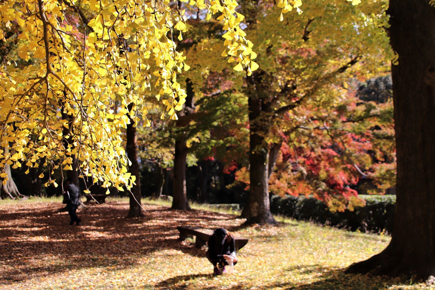 京都御苑　木々の葉が変化_e0048413_21240578.jpg