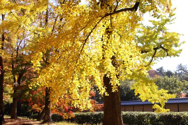 京都御苑　木々の葉が変化_e0048413_21240992.jpg
