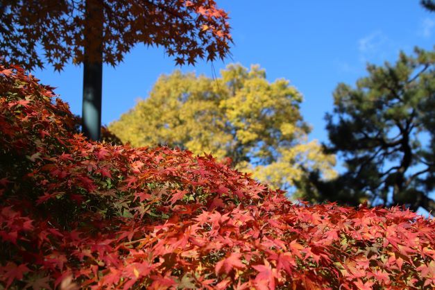 京都御苑　木々の葉が変化_e0048413_21274187.jpg