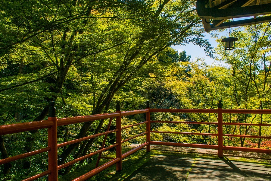 2022京都紅葉～今熊野観音寺(色づき始めの頃）_e0363038_17385899.jpg