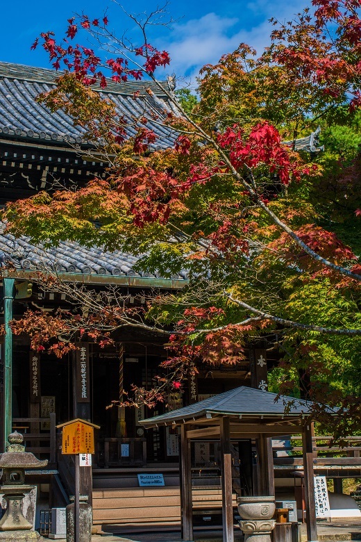 2022京都紅葉～今熊野観音寺(色づき始めの頃）_e0363038_17392594.jpg