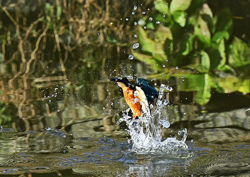 水元公園＝カワセミ、エナガ、タシギ、オオタカ_d0346977_17275356.jpg