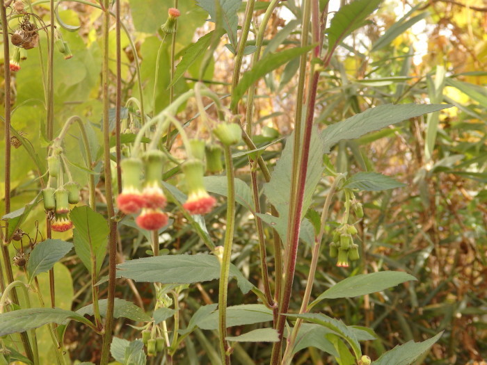 ベニバナボロギク（紅花襤褸菊）_b0077541_15265593.jpg