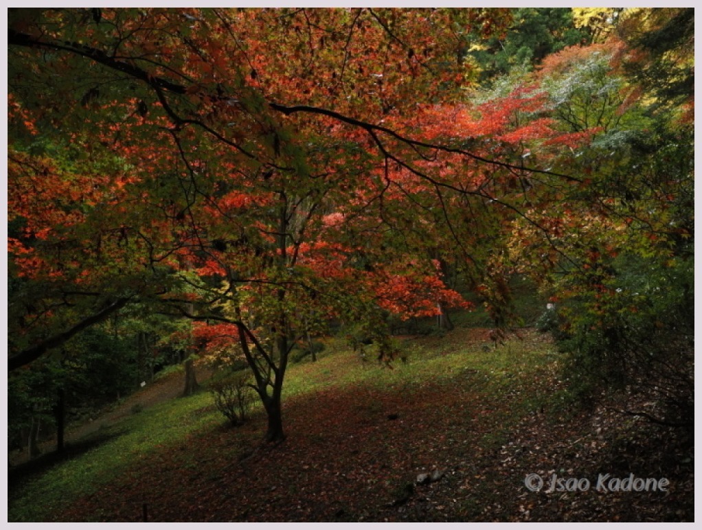 御嶽山東郷公園 秩父御嶽神社‐2　　　162）_c0068050_01474356.jpg