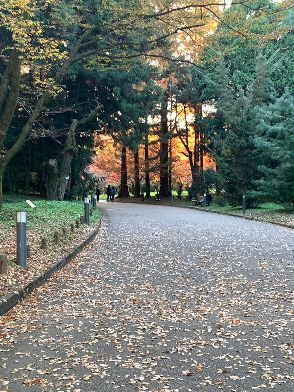 京都府立植物園〜メタセコイア〜_b0408892_23074146.jpg