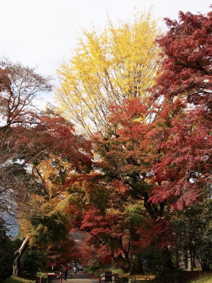 鷺森神社の紅葉_a0394190_17541861.jpeg