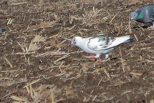 真っ白い鳩と猛禽（チュウヒ？）と_e0413627_16543349.jpg