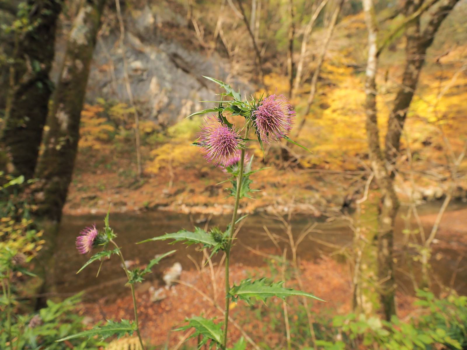 峡谷の植物_e0264374_12323045.jpg