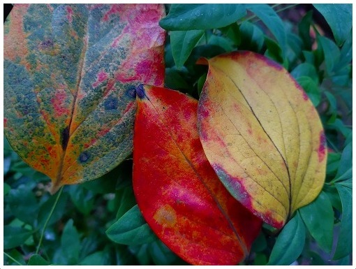 柿の葉は秋色へ_a0134114_14174535.jpg